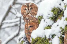  ?? FOTO: GERHARD KERSTING ?? Balzbereit: Vor wenigen Tagen hatten es die Waldkäuze im Eriskirche­r Ried noch mit Schnee zu tun. Jetzt kündigen sie mit sehnsüchti­gen Rufen in der Nacht ganz langsam den Frühling an.