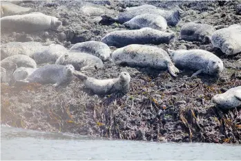  ?? NEIL FISHER/PNG FILES ?? Male harbour seals in the Strait of Georgia use underwater roars to deter other males and attract females.