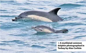  ??  ?? > A mutilated common dolphin photograph­ed in Torbay by Alex Carlisle