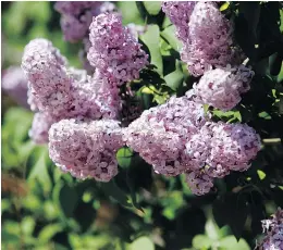  ?? JOCELYN TURNER/GRANDE PRAIRIE DAILY HERALD-TRIBUNE ?? Lilac bushes begin to bloom, marking the arrival of spring, just in time for Earth Day.