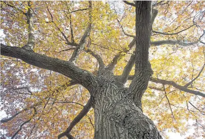  ?? CARLOS OSORIO TORONTO STAR FILE PHOTO ?? One of the city’s oldest red oak trees is about 350 years old and 24 metres tall with a circumfere­nce of about five metres.