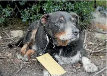  ?? PHOTOS: SUPPLIED/MAROLYN DUDFIELD ?? The huntaway hero Louie, of Alexandra, above, saved his rabbit-chasing girlfriend Maddy, leading her owner to where she was trapped in a hole. A note detailing Louie’s good work was attached to his collar. Below, Maddy was trapped and distressed under...