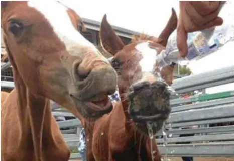  ?? PHOTO: CONTRIBUTE­D ?? HOT DAY: Two skinny foals were given water by concerned onlookers at the Laidley Horse Saleyards.