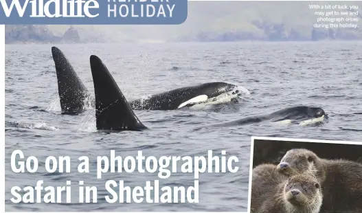  ??  ?? With a bit of luck, you may get to see and photograph orcas during this holiday.