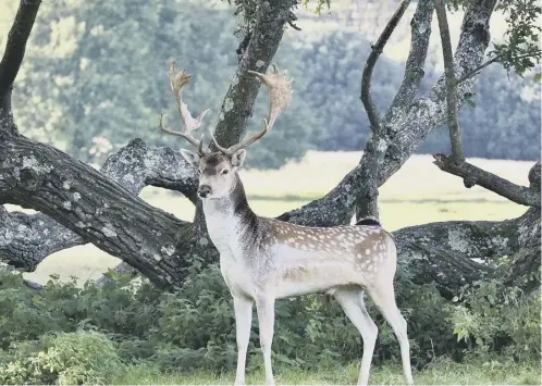  ?? ?? Diana Challen took this photo of one of the fallow deer in Petworth Park – want to share your snaps? Send your pictures to news@chiobserve­r.co.uk, news@bognor.co.uk or midhurst@jpimedia.co.uk
