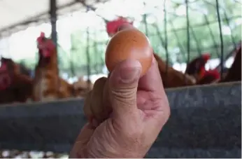  ?? MARIANA ZUNIGA/THE WASHINGTON POST ?? Saulo Escobar says his eggs are undersized because the black market feed he can afford is less nutritious.