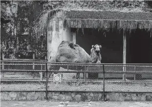  ?? Ronny Santos/folhapress ?? Zoológico, na zona sul de São Paulo, e outros parques estaduais que ficam na capital paulista voltarão a receber público, a partir desta segunda (13)