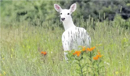  ?? DENNIS MONEY ?? White deer roam the Seneca Army Depot in upstate New York. “The white deer are a real treasure, and to make them accessible to the public is a dream come true,” depot owner Dennis Money says of the deer-viewing bus tours that will launch in the fall.