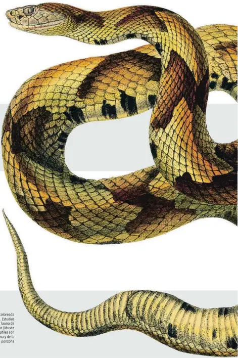  ??  ?? Litografía coloreada de un Trogonocéf­alo. Estudios sobre la historia de la fauna de Centroamér­ica y México (Musée des Confluence­s). Los reptiles son un simbolo de la medicina y de la
ponzoña