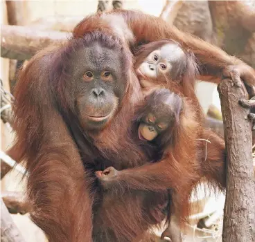  ?? FOTO: ZOO KREFELD ?? Der kleine „Hujan“(Mitte hinten) schmiegt sich im Krefelder Zoo an seine Großmutter „Lea“und deren erst 16 Monate alte Tochter „Suria“. „Hujan“soll sich wieder an seine Artgenosse­n gewöhnen.
