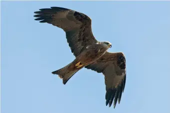  ?? ?? THREE: Adult Black Kite (Galilee, Israel, 5 October 2009). Adult Black Kites appear rather uniform below, lacking any contrastin­g colours. The underwing has no strong contrasts, looking uniformly dark when seen from a distance. The somewhat lighter primary window shows only barely visible diffuse darker barring. The grey head and light iris, as seen here, are typical of older adults but take years to develop. The feet and cere are bright yellow in all age classes, which is of importance when comparing with more eastern forms of Black Kite.