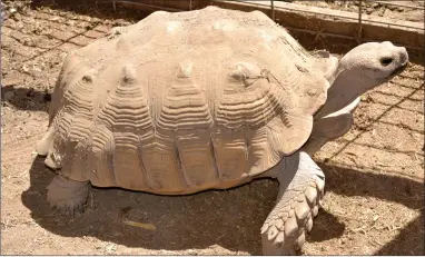  ?? RECORDER PHOTO BY ALEXIS ESPINOZA ?? Herbet the Tortoise had just woken up on Thursday morning as visitors began to arrive at Ford Farms Pony Rides and Petting Zoo in Lindsay.