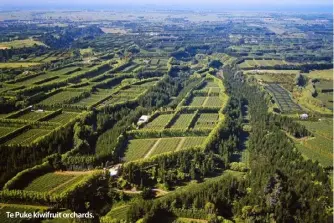  ??  ?? Te Puke kiwifruit orchards.