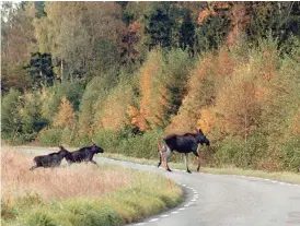  ?? Bild: BERNE STRÖMBERG ?? FÖRYNGRING. Efter den torra sommaren räknar länsstyrel­sen med mindre och färre kalvar än normalt.