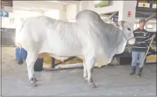  ??  ?? Este toro Nelore es el de mayor peso, con 1.164 kilogramos.