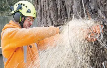  ?? PHOTOS: WAYNE CUDDINGTON ?? Jim Carpenter uses a chainsaw to cut through a cottonwood tree on Rochester Street on Wednesday. The tree, roughly 35 metres tall, was the tallest in LeBreton.