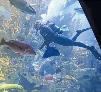  ?? STUART CAHILL / HeRALd sTAFF FILe; BeLOw, nICOLAUs CZARneCKI / HeRALd sTAFF FILe ?? THE LIFE AQUATIC: A diver glides through the main tank at the New England Aquarium in February. Recently the aquatic wonderland accepted a nearly 38-year-old ‘Late Gate Ticket’ to the surprise of ticket-holder Rachel Carle, whose great-aunt Catherine Cappiello bought it in 1983.