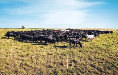  ??  ?? Slabbert se Drakensber­gers vreet sonder ophou nadat hulle na ’n nuwe strook geskuif is. Die mededingin­g om kos stimuleer hul inname en sorg dat alles wat in die veld is, gevreet word.