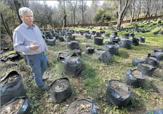  ??  ?? DENNIS MILLS, a Calaveras County supervisor, said he is concerned about the environmen­tal effects marijuana growing may have. Above, he tours an illegal marijuana farm.