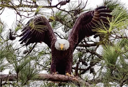  ?? Jason Fochtman/Staff photograph­er ?? A bald eagle is seen near its nest by Lake Woodlands in 2018. Bald eagles have lived in growing urban core for 25 years.