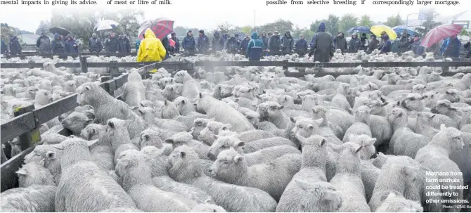  ?? Photo / NZME file ?? Methane from farm animals could be treated differentl­y to other emissions.