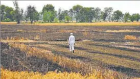  ?? GURPREET SINGH/HT PHOTO ?? A farmer walks through a field of damaged wheat crop in Othian village near Rajasansi, around 35km from Amritsar. The crop was gutted in a fire late on Friday night.