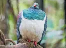  ?? Photo / Sylvain Cleymans on Unsplash ?? The app is the first tool tailor-made for Aotearoa wildlife and plant species like this kereru or native wood pigeon.