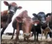  ?? THE ASSOCIATED PRESS ?? Cows stand in a field at a dairy farm in Westville, N.Y.