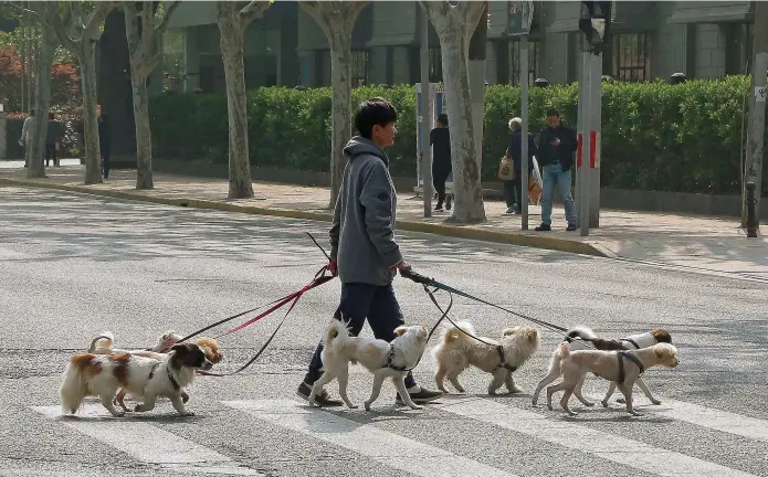  ??  ?? Local police are considerin­g assigning color codes to registered dogs to indicate the level of compliance with pet regulation­s. — Jiang Xiaowei