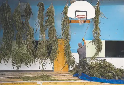  ?? Andy Cross, Denver Post file ?? Hemp farmer Buck Chavez, working for Paradox Ventures, pulls down locally grown, dried hemp plants to be processed in the gymnasium of the old Nucla schoolhous­e in 2017.