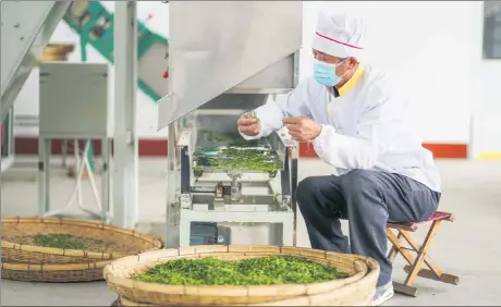  ?? ZHENG ZHICHENG / FOR CHINA DAILY ?? A worker processes spring green tea at a factory in Tianjiayao village of Rizhao, Shandong province, in April.