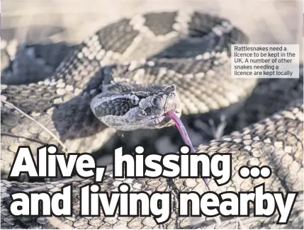  ??  ?? Rattlesnak­es need a licence to be kept in the UK. A number of other snakes needing a licence are kept locally Cases heard recently before Southern Derbyshire magistrate­s Carole Brown, 49, of Main Street, Linton. Admitted stealing meat worth £112 from Sainbury’s, Church Gresley, on October 5. Given an 18-month conditiona­l discharge and ordered to pay £50 compensati­on.