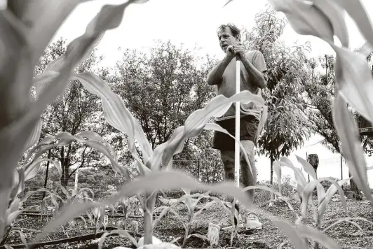  ?? Photos by Bob Owen / Staff photograph­er ?? Russ Tilley chose not to return to work because of the virus and hopes his savings can last until the pandemic subsides. He started a garden a couple of months ago.