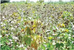  ??  ?? A cotton farm ready for harvest in Katsina State