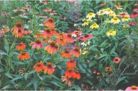  ?? PHOTO BY A. WINDHAM / COURTESY UNIVERSITY OF TENNESSEE INSTITUTE OF AGRICULTUR­E ?? Coneflower­s are a perennial favorite in Tennessee landscapes. Their abundance of summer blooms attracts a multitude of beneficial pollinator­s.