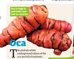  ??  ?? Oca is high in nutrients and low in calories