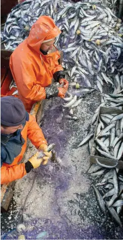  ?? Foto: dpa/Stefan Sauer ?? 2018 können die Ostseefisc­her nicht auf mehr Hering hoffen.