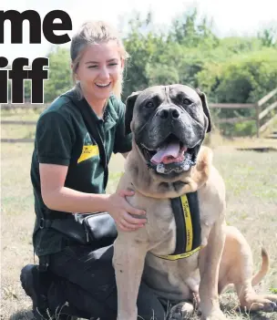  ??  ?? Hunky Chunkie: The 60kg Boerboels with Nikki Roberts from The Dogs Trust West London in Harefield