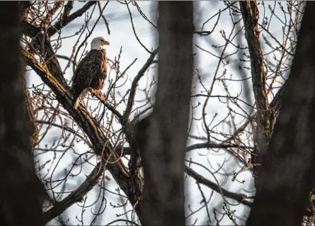  ?? JIMNOELKER / STAFF ?? Roosting high up at Carillon Historical Park’s trees, a young eagletwatc­hes the sunset Dec. 10.