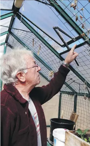  ?? THE ASSOCIATED PRESS ?? Automated indoor growing systems control everything from light to moisture. Even seasoned growers like George Rebeiro Brooks Jr., seen in a traditiona­l greenhouse in Tewksbury, Mass., often find it difficult to grow plants like lettuce indoors.