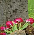  ??  ?? Blumen liegen an einem Baum im Ruhewald „Am Heiligenbe­rg“.