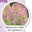  ??  ?? Newcomer ‘Little Joe’ grows to just 4ft (1.2m)