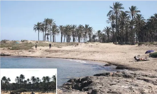  ?? Fotos: Ángel García ?? Vorbei mit Schäferstü­ndchen am Palmeral: Die „Wölfe“kommen...