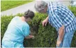  ??  ?? Das Ehepaar Bernhart an ihre von den Tieren befallenen Hecke.