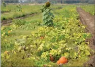  ?? RECORDER PHOTO BY ALEXIS ESPINOZA ?? While there are lots of pumpkins ready to go, Changala’s Pumpkin Patch is still offering their “you pick” patch, allowing the community to rifle through the vines to find their perfect pumpkin for the fall season.