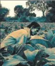  ?? REUTERS ?? A farmer works in his tobacco field at Hunsur, near Bangalore