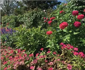  ?? JESSICA DAMIANO VIA THE ASSOCIATED PRESS ?? This Sept. 3, 2020, photo provided by Jessica Damiano shows a mixed garden border blooming in Old Westbury, N.Y.