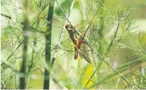  ?? STEVE RUSSELL TORONTO STAR FILE PHOTO ?? Researcher­s have found that gravity has a significan­t effect on grasshoppe­rs’ equivalent­s of blood pressure and breathing, and that the insects have adapted to minimize those effects.