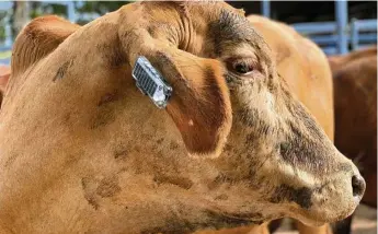  ?? PHOTO: CONTRIBUTE­D ?? AG TECH: A cow sporting the new CSIRO Ceres Tag.