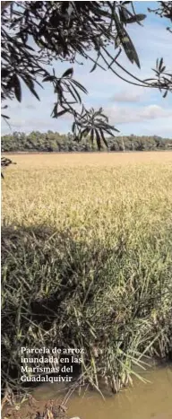  ??  ?? Parcela de arroz inundada en las Marismas del Guadalquiv­ir